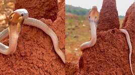 Snake Video: వామ్మో.. పుట్టను చుట్టుకుని  కోపంతో బుసలు కొడుతున్న కోడెనాగు.. వీడియో 