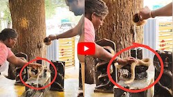 శివలింగంపై కోబ్రా.. ప్రాణాలకు తెగించి అభిషేకం చేసిన మహిళ.. వీడియో..