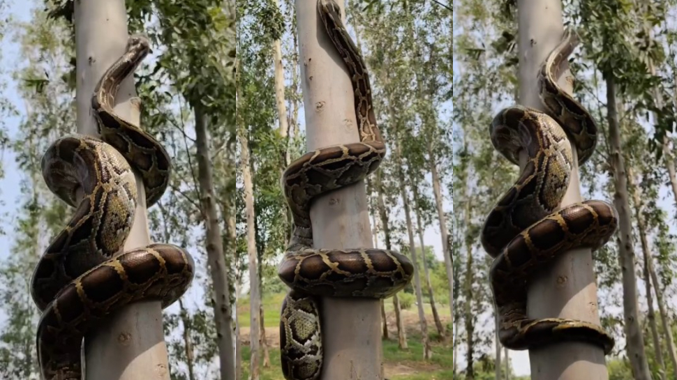 Python climbs tree News in Telugu, Latest Python climbs tree news ...