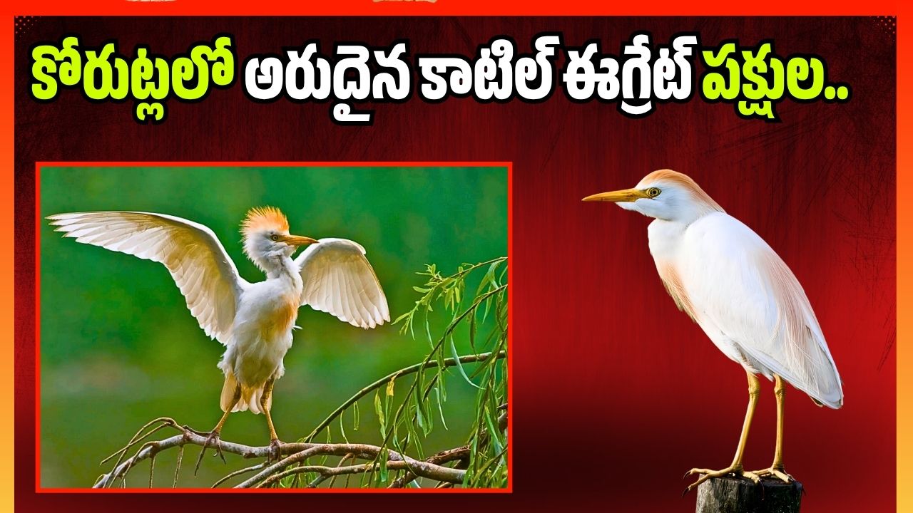 కోరుట్లలో అరుదైన కాటిల్ ఈగ్రేట్ పక్షుల.. ఎందుకొచ్చాయో తెలుసా