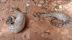 Python Video: బాప్ రే.. ఎటు కదల్లేక అవస్థలు పడుతున్న భారీ కొండ చిలువ.. అసలు ఏంమింగిందో తెలుసా..?