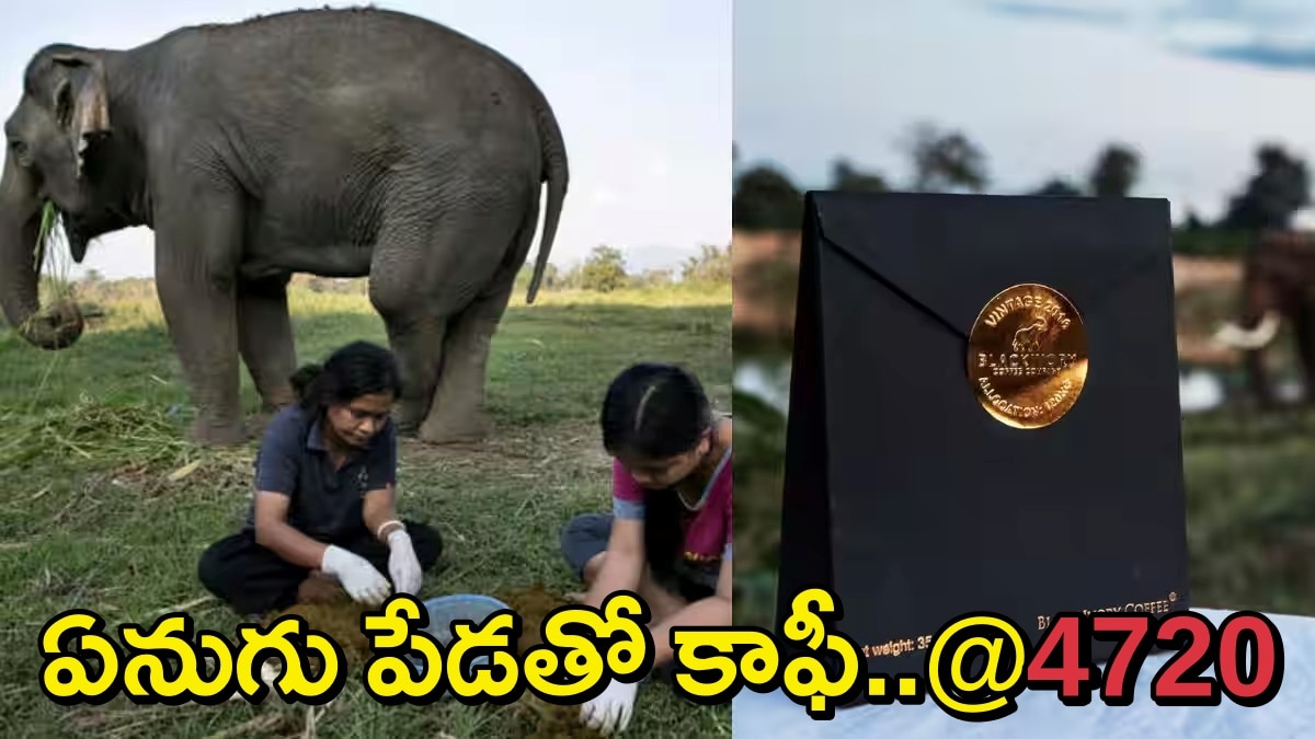 ఏనుగు పేడతో ఖరీదైన కాఫీ..ప్రపంచంలోనే అత్యంత లగ్జరీ కాఫీ ఇది..కప్పు కేవలం రూ.4,720 మాత్రమే