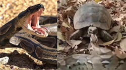 Python Video: వామ్మో.. కొండ చిలువకు సుస్సు పోయించిన తాబేలు.!. నోటితో పట్టుకుని మరీ.!. వీడియో వైరల్..