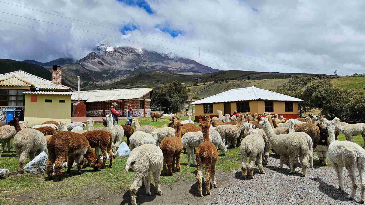 Climbing Chimborazo the Closest Point on Earth to the Sun telugu news ...