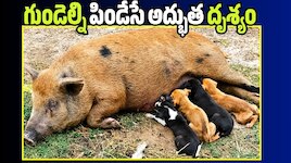 అమ్మ ప్రేమకు హద్దుల్లేవు.. అనాథలైన పసి ప్రాణాలకు తల్లిగా మారిన పంది!