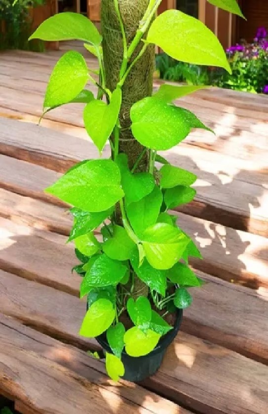 Money Plant Vastu: మనీ ప్లాంట్ ఇంట్లో ఏ దిక్కులో పెట్టాలో తెలుసా?