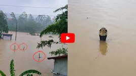 జలప్రళయం.. వరదల్లో కొట్టుకొచ్చిన 900 కింగ్ కోబ్రాలు.. వీడియో ఇదే..