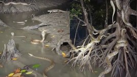 Snakes Video: బాప్ రే.. అమెజాన్ అడవుల్లో భారీగా కొండ చిలువలు, పాములు..  ఓళ్లు గగుర్పొడిచే వీడియో..