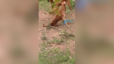 Snake Video: డేంజరస్ స్నేక్‌ను చుట్టుముట్టిన కుక్కలు.. వీడియో..