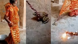Video Viral: ఇదెక్కడి విడ్డూరం.. అగ్నిసాక్షిగా కప్పతో యువతి పెళ్లి తంతు.!. వీడియో వైరల్..