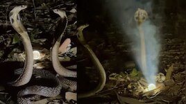 Cobra Video: అరెవావ్.. నాగమణి నీడలో రెండు నాగు పాముల రాసలీలలు.!. అరుదైన వీడియో..