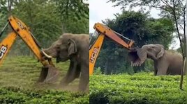 Video Viral: బిడ్డ కోసం రా సామి.. జేసీబీతో ఏనుగు ఫైటింగ్ వీడియో వెనకాల అసలు స్టోరీ ఇదే..