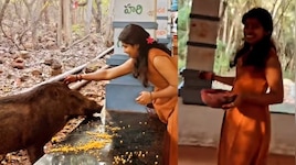 Tirumala: తిరుమల మెట్ల మార్గంలో అడవి పందికి యువతి పూజలు... ఘటనపై టీటీడీ సీరియస్..