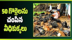 సిద్దిపేట జిల్లాలో విషాదం.. 50 గొర్రెలను చంపిన వీధికుక్కలు..