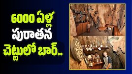 6000 ఏళ్ల పురాతన చెట్టులో బార్‌.. అబ్బబ్బ భలే ఉండేది..
