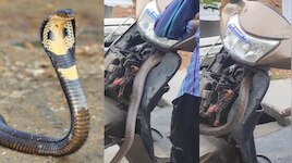Dharmapuri: జగిత్యాలలోని ధర్మపురిలో షాకింగ్ ఘటన.. స్కూటీలో భారీ నాగు పాము హల్ చల్.!.. వీడియో..