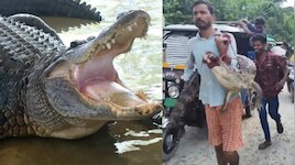 Video Viral: వామ్మో.. బతికున్న భారీ మొసలిని నడి రోడ్డుమీద మడతెట్టేసిన రైతన్న.. వీడియో వైరల్..
