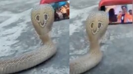 Cobra Video: ఇదేందిరా సామి..!. మొబైల్ ఫోన్‌కు అడిక్ట్ అయిన నాగు పాము.. వీడియో వైరల్..