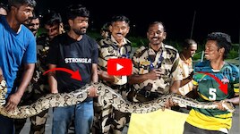 విమానాశ్రయంలో 10 అడుగుల కొండచిలువ.. ఎలా పట్టుకున్నారో చూడండి..