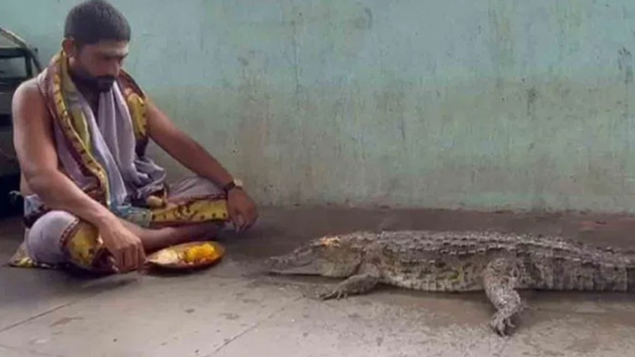 నువ్వు తోపు సామి.. వర్షాలు కురవాలని భారీ మొసలికి పూజలు.. వీడియో వైరల్