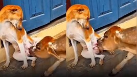 Video Viral: అరె వావ్..  ఆవుదూడకు తల్లిగా మారిన శునకం.!. గుండెల్ని పిండేస్తున్న వీడియో..