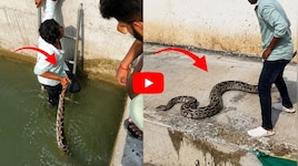 Python Video: నీటి గుంతలో 13 అడుగుల కొండచిలువ.. గుండెలు దడదడలాడించే రెస్క్యూ వీడియో!