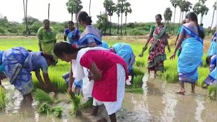 Farmers Independence Day: పంట పొలంలో జాతీయ జెండా ఎగురవేసిన రైతులు