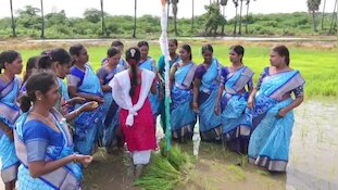 Farmers Flag Host: పంట పొలంలో రైతుల స్వాతంత్య్ర దినోత్సవం