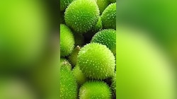 చికెన్, మటన్ దండగ.. బోడ కాకరకాయ ఉండగా..!!