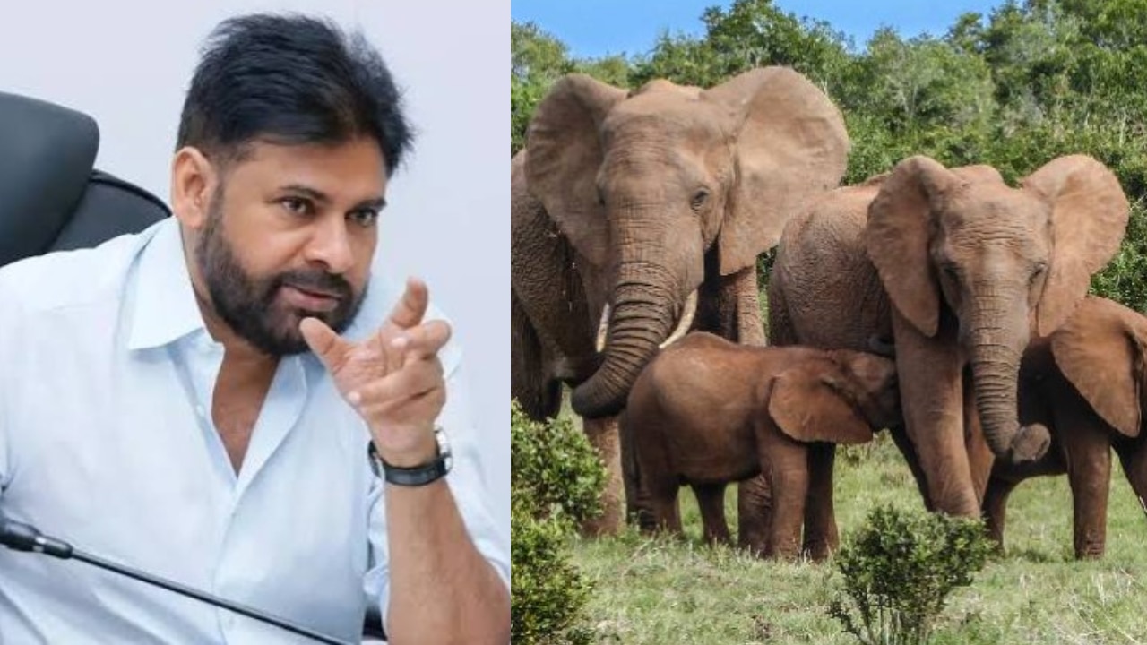 చంద్రగిరి సమీపంలో ఏనుగుల సంచారం.. రంగంలోకి దిగిన పవన్ కళ్యాణ్.. అధికారులకు కీలక ఆదేశాలు చంద్రగిరి సమీపంలో ఏనుగుల సంచారం.. రంగంలోకి దిగిన పవన్ కళ్యాణ్.. అధికారులకు కీలక ఆదేశాలు