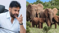  Pawan kalyan: చంద్రగిరి సమీపంలో ఏనుగుల సంచారం.. రంగంలోకి దిగిన పవన్ కళ్యాణ్.. అధికారులకు కీలక ఆదేశాలు..!