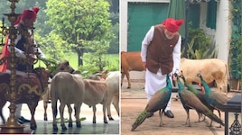 మోదీ ఫ్రెండ్స్ అదుర్స్.. డైలీ తిండి పెడుతున్న ప్రధాని.. క్యూట్ లవింగ్ స్టోరీ..వీడియో వైరల్..!!