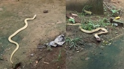 Snake Video: వామ్మో.. కప్పపై తన ప్రతాపం చూపిస్తున్న శ్వేత నాగు.. షాకింగ్ వీడియో..