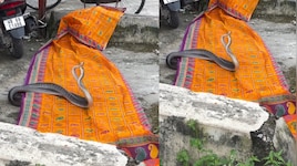 Snakes mating Video: చీర మీద ఒకదానితో మరోకటి జతకడుతున్న రెండు పాములు.. అరుదైన వీడియో..