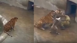 Tiger Attack Video: బాప్ రే.. రెప్పపాటులో జూ సిబ్బందిపై ఎగబడ్డ పెద్దపులి.. షాకింగ్ వీడియో..