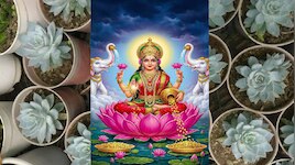 ఇంట్లో ఈ మొక్క నాటితే చాలు... దరిద్రం పోయి, ధన వర్షం కురుస్తుంది..!
