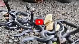 Cobra Video: రోడ్డుపై కోబ్రా పిల్లల బీభత్సం.. వీడియో చూశారా?