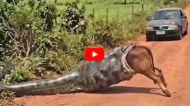 Anaconda Video: 18 అడుగుల భారీ అనకొండ.. దూడను అమాంతం మిగిస్తోంది! వీడియో..
