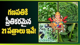 గణపతికి ప్రీతికరమైన 21 పత్రాలు ఇవే.. ఏ ఆకుతో పూజిస్తే, ఎలాంటి లాభాలు కలుగుతాయంటే!