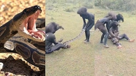 Giant Python video: గిరిజన మహిళపై దాడి చేసిన కొండ చిలువ .. ఇంతలో ఊహించని ఘటన.. వీడియో..