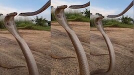 Snakes Kissing Video: ఇదెక్కడి అరాచకం.. లిప్ లాక్ చేసుకుంటున్న రెండు పాములు.. వీడియో వైరల్..