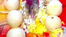 Ganesh Mandap: రెండు రోజులుగా గణనాథుడి ఒడిలో ఎలుక