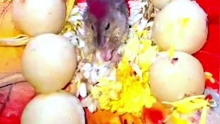 Ganesh Mandap: రెండు రోజులుగా గణనాథుడి ఒడిలో ఎలుక