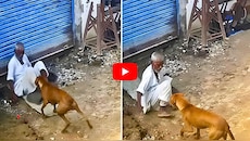 రోడ్డుపక్కన ప్రశాంతంగా కూర్చున్న తాతపై కుక్క దాడి.. వైరల్‌గా మారిన CCTV వీడియో! 