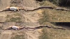 Giant Python Video: వామ్మె.. జింకను గుటుక్కున మింగేస్తున్న భారీ కొండ చిలువ.. వీడియో వైరల్..