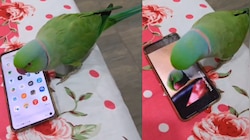 Parrot Video: మొబైల్‌కు అడిక్ట్ అయిన రామచిలుక..స్క్రీన్‌పై ముక్కుతో స్వైప్ చేస్తూ మరీ..  వీడియో వైరల్.. 