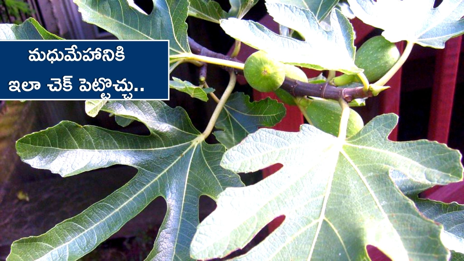 Diabetes Control With Anjeer In 10 Days Regular Eat With Milk Of Figs Can Reduce Diabetes In