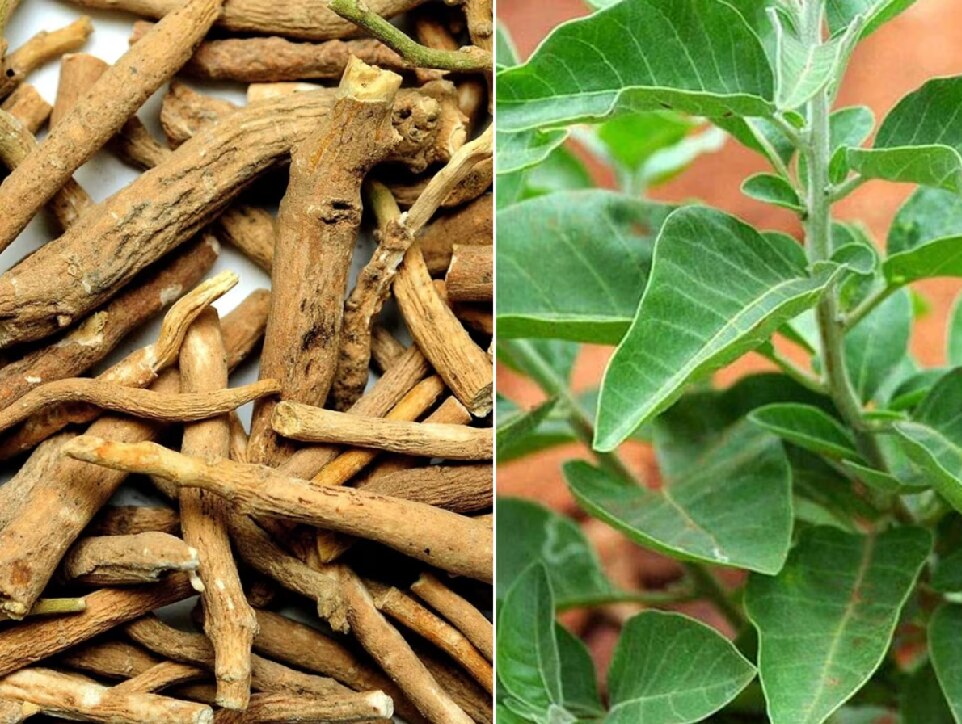 Aswagandha Benefits: అశ్వగంధతో అద్బుత ప్రయోజనాలు, కేన్సర్ సైతం నియంత్రణ