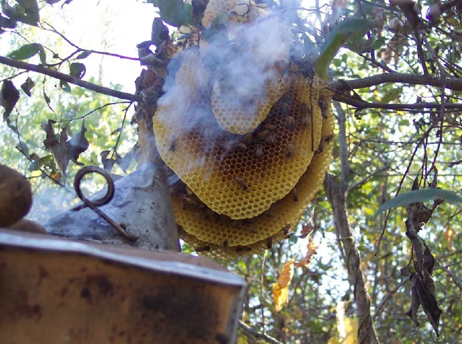 Beehive Remove Tips: ఇంట్లో సులభంగా తేనెపట్టు వదిలించే 5 మార్గాలు