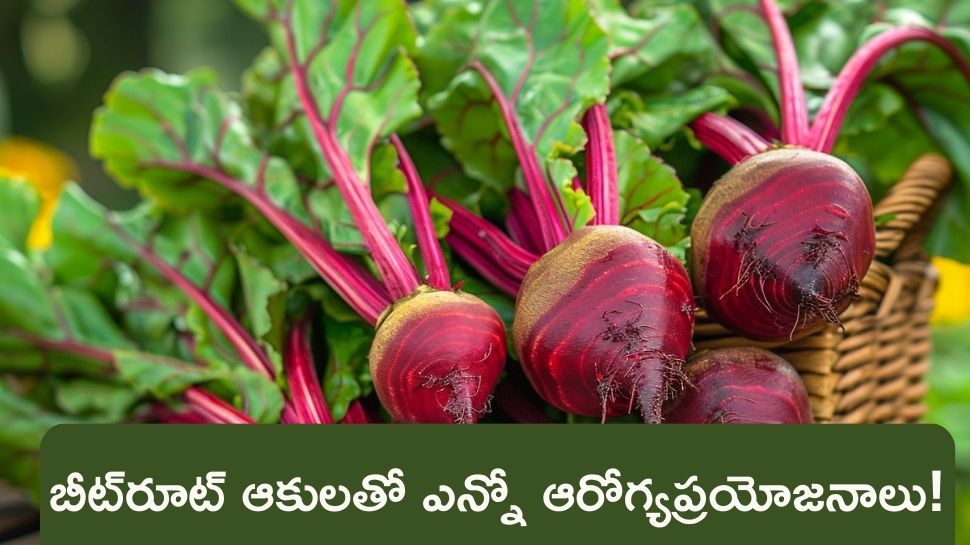 Beetroot Leaf Health Benefits immunity boosts eye health and helpful